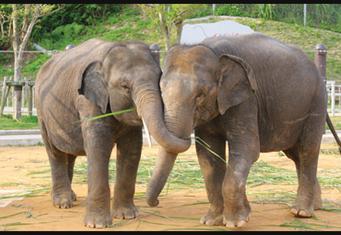 Okinawa Zoo & Museum
