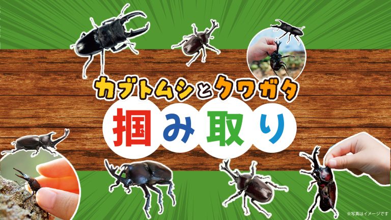 [7/26]【カブトムシ・クワガタ掴み取り】イベント@県総（FC琉球7/26長野戦イベント）
