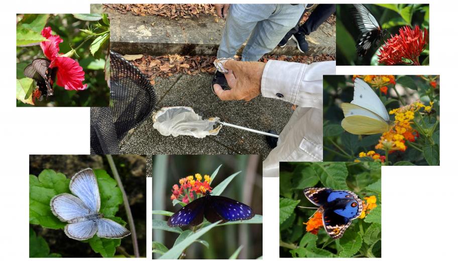 [11/15] 八重島公園「秋のチョウ類自然観察会」@八重島公園「管理事務所」前