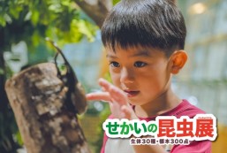 [7/18 - 9/27] キッズ大人気 せかいの昆虫展！@美らヤシパークオキナワ・東南植物楽園
